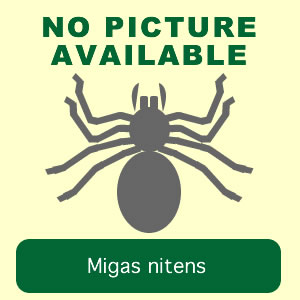 nitens